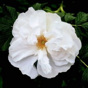 BLANC DOUBLE DE COUBERT (Historic) (Rugosa)